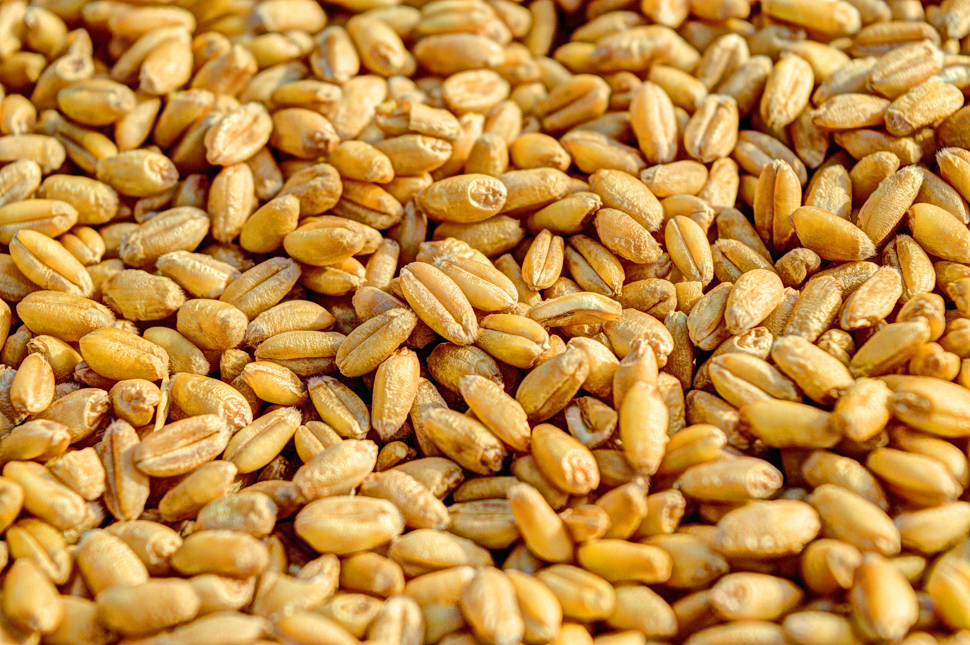 Держпродспоживслужба шукає оптимальний механізм контролю за збереженням зерна на елеваторах